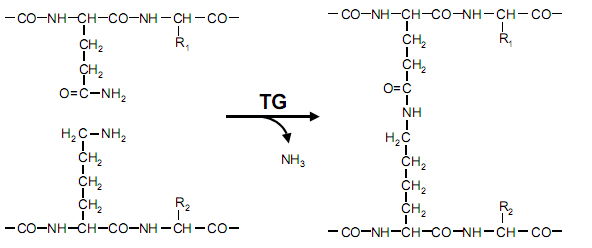 Transglutaminase Microbial for Dairy Stabilizer Flour Improver 5