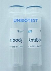 Aflatoxin M1  Monoclonal  Antibody