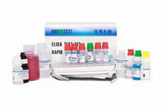 Bovine Ephemeral Fever Virus antibody ELISA Kit