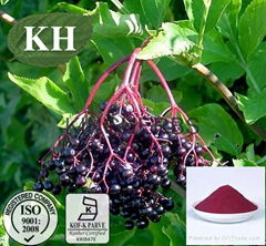 Elderberry Extract