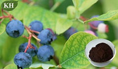 Blueberry Extract