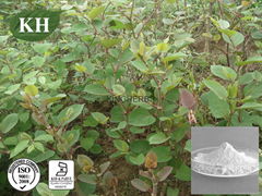 Polygonum Cuspidatum Extract