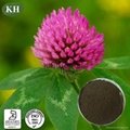 Red Clover Extract 1