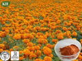Marigold Root Extract  1