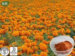 Marigold Root Extract 