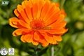 Marigold Flower Extract  1