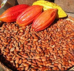 COCOA BEANS