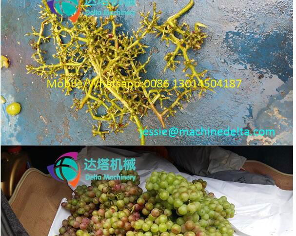 grape stem removing machine 2