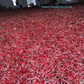 Dried Red Chilies 3