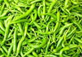 Indian green chilli 3