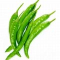 Indian green chilli