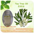 Pure Tea tree oil Melaleuca Alternifolia oil Export in Bulk 
