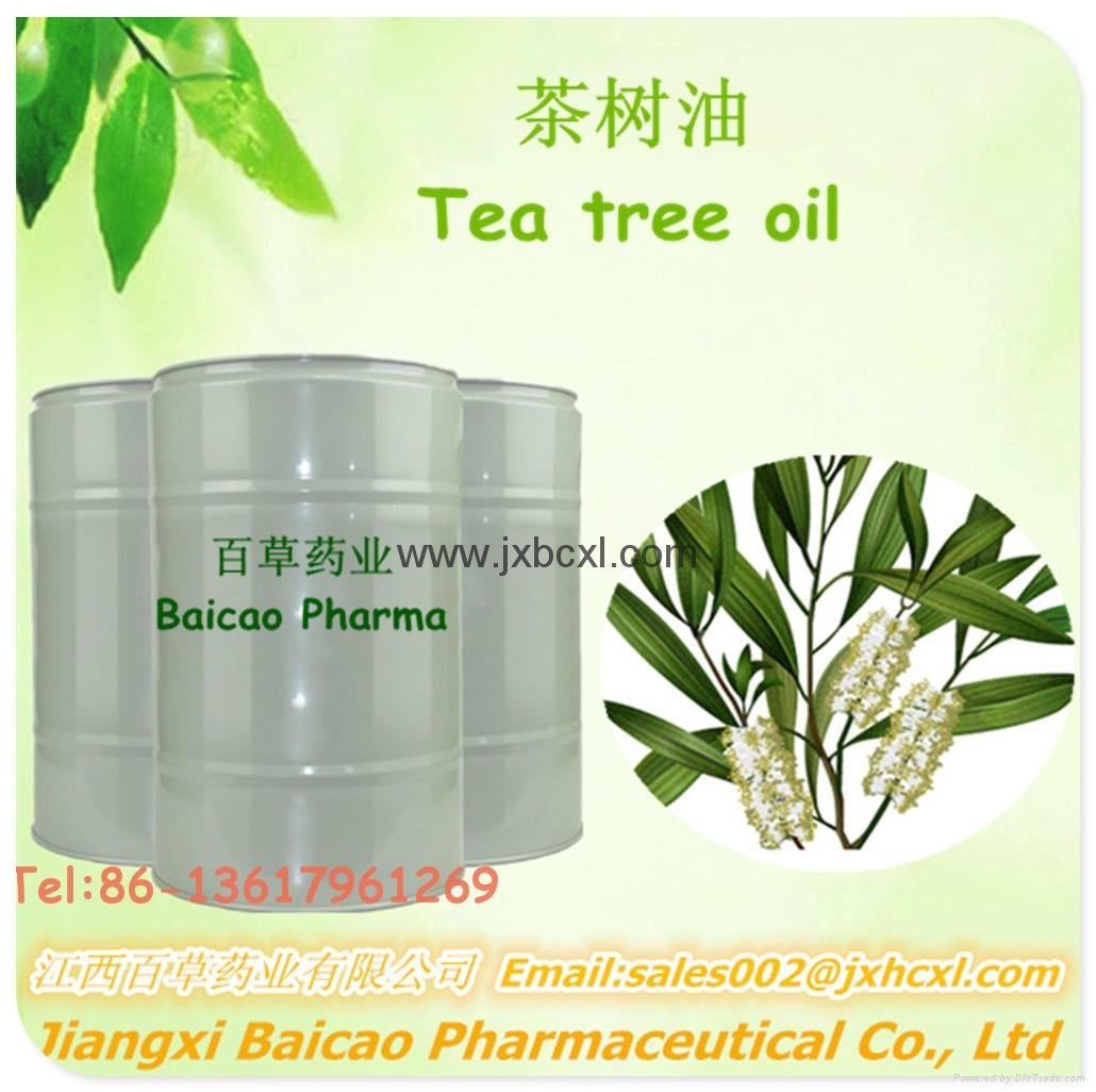 Pure Tea tree oil Melaleuca Alternifolia oil Export in Bulk 