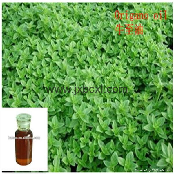 Oregano oil with Carvacrol for Feed additives 3