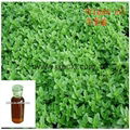 Oregano oil with Carvacrol for Feed additives 3