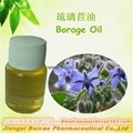 Pure Natural Pine needle oil for Capsule Health care applcation