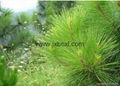 Pure Natural Pine needle oil for Capsule Health care applcation