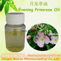 Pure Natural Pine needle oil for Capsule Health care applcation