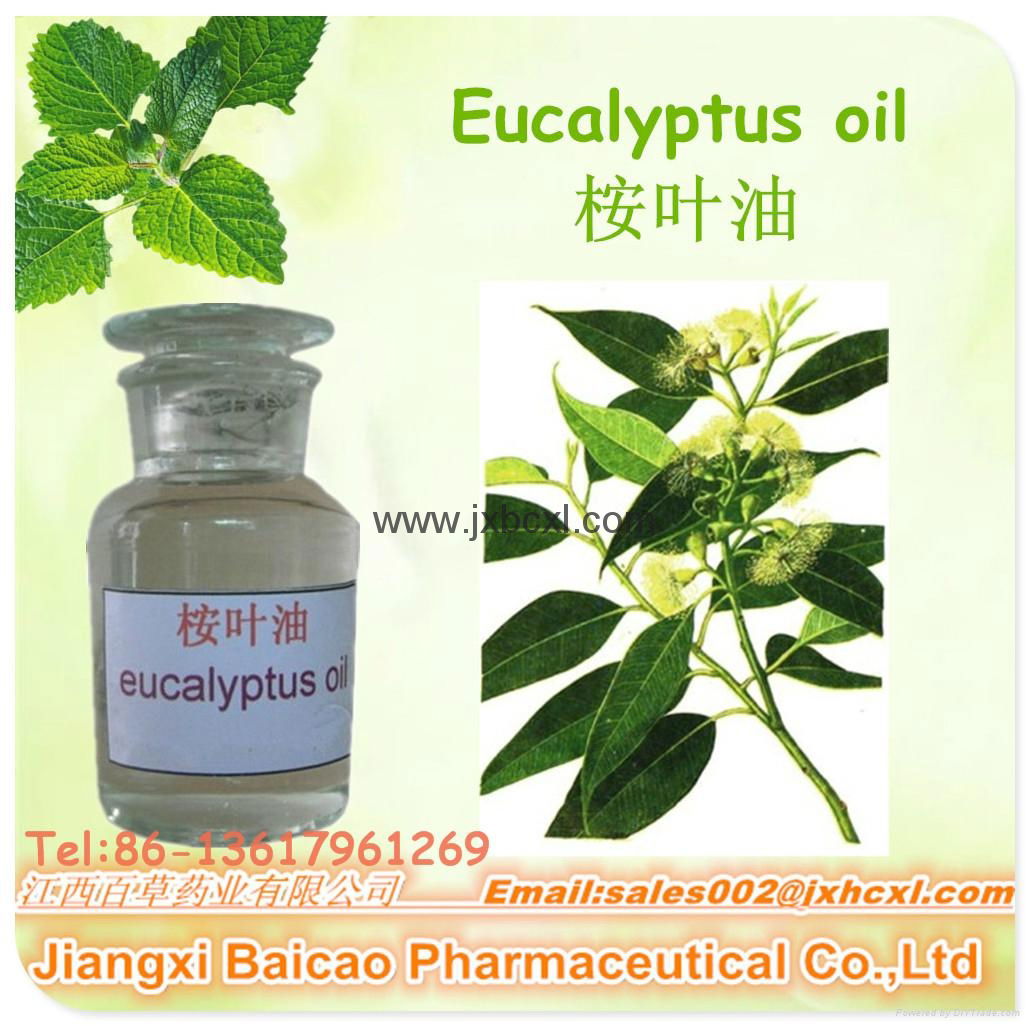 100% Pure Eucalyptus Globulus Oil Natural Plant extract oil Eucalyptol oil 4