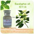 100% Pure Eucalyptus Globulus Oil Natural Plant extract oil Eucalyptol oil 4