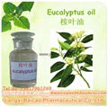 100% Pure Eucalyptus Globulus Oil Natural Plant extract oil Eucalyptol oil