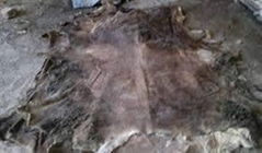 Dry salted donkey hides