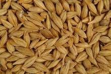 High Quality Barley for Animal Feed