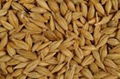 High Quality Barley for Animal Feed 1