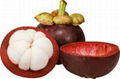 Vietnamese Fresh Mangosteen 1