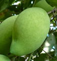 Vietnamese mango fruit 3