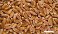 Milling Wheat (Russia Origin) 1