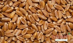 Milling Wheat (Russia Origin)