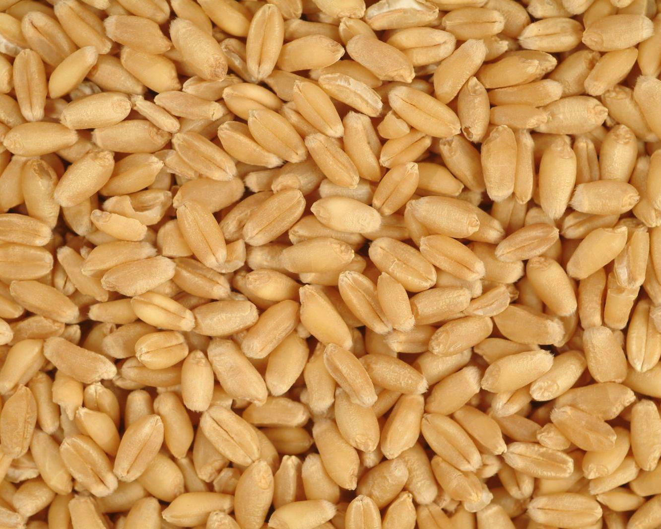 Milling Wheat (Russia Origin) 3