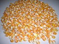 Yellow Corn (Russia Origin) 1