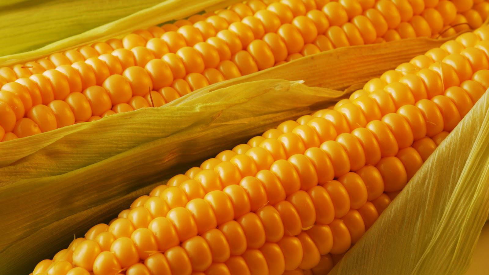 Yellow Corn (Russia Origin) 2