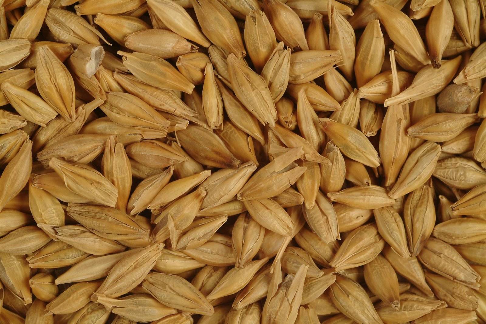 Barley (Russia Origin) 2