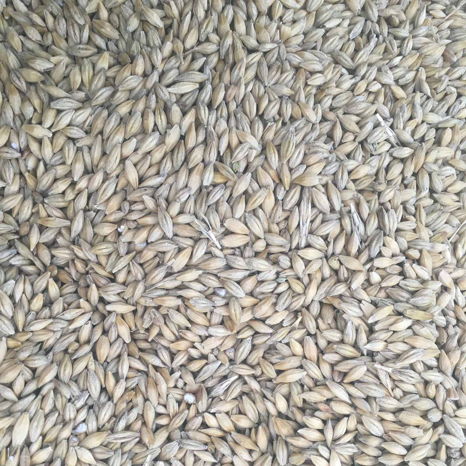 Barley (Russia Origin) 3