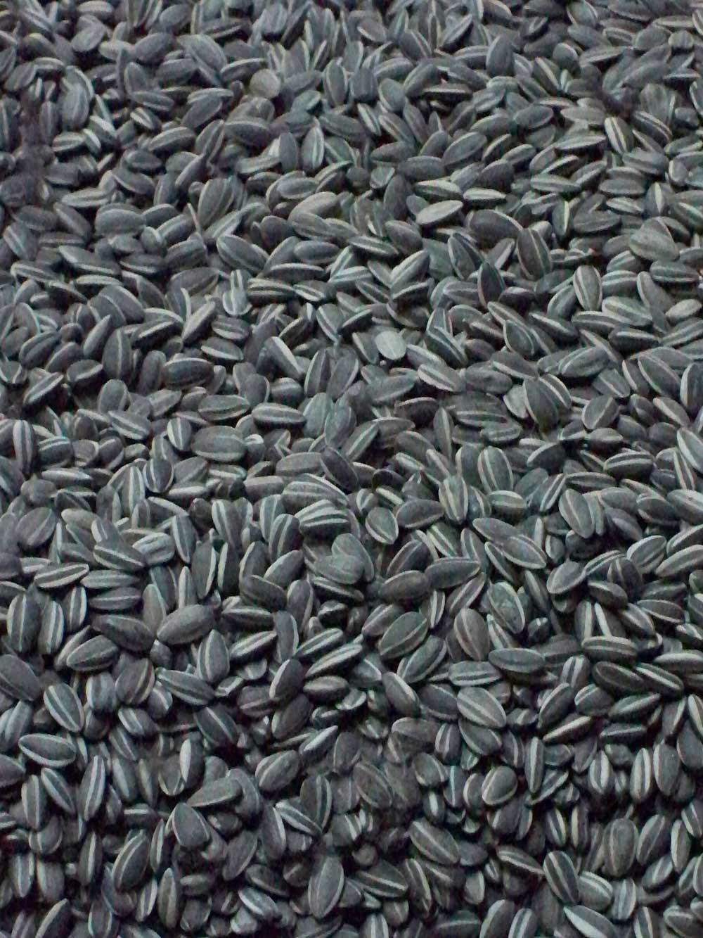 Sunflower Seeds (Russia Origin) (Russia Trading Company) Agriculture