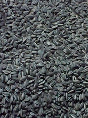 Sunflower Seeds (Russia Origin)