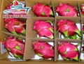 Dragon fruit from Vietnam 3