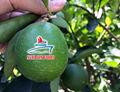 Seedless Lime whatsapp 0084 986 365 621 1