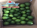 Seedless Lime whatsapp 0084 986 365 621 3