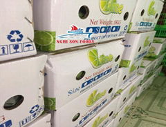 seedless lime high quality from Vietnam
