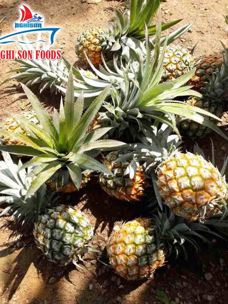 QUEEN PINEAPPLE fresh fruit NGHI SON FOODS GROUP (Vietnam Trading Company) Agriculture