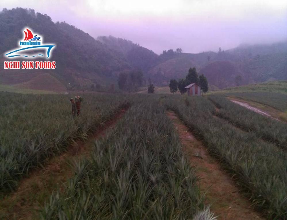 QUEEN PINEAPPLE COMPETITIVE PRICE fresh fruit NGHI SON FOODS GROUP (Vietnam Trading Company
