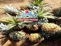 QUEEN PINEAPPLE COMPETITIVE PRICE 2