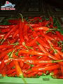 HOT CHILLI FROM VIETNAM 