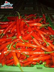 HOT CHILLI FROM VIETNAM 