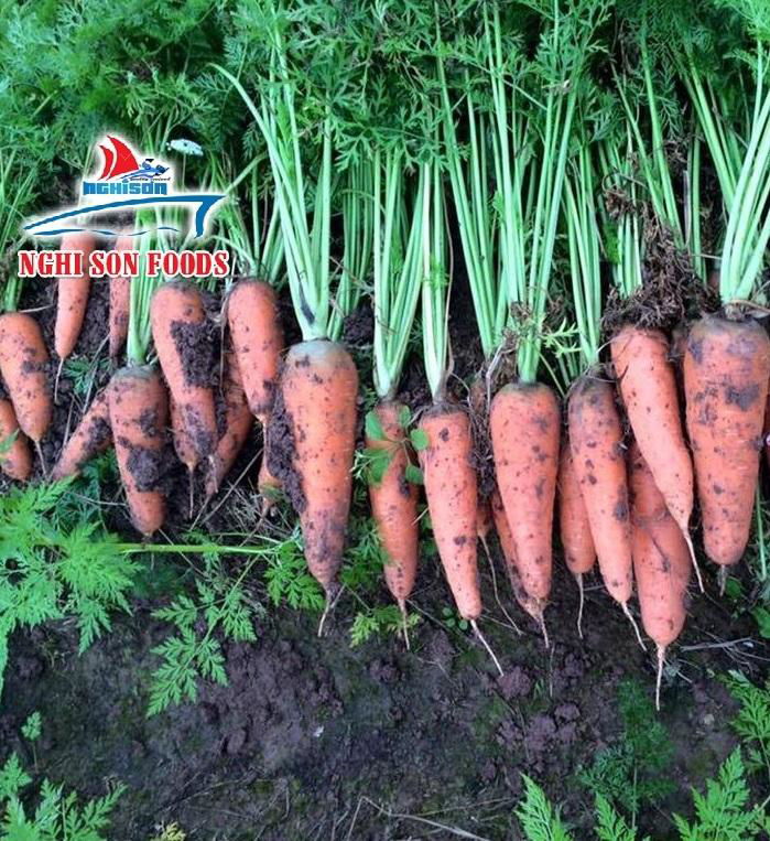 FRESH CARROT FROM VIETNAM