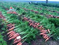 FRESH CARROT FROM VIETNAM 2